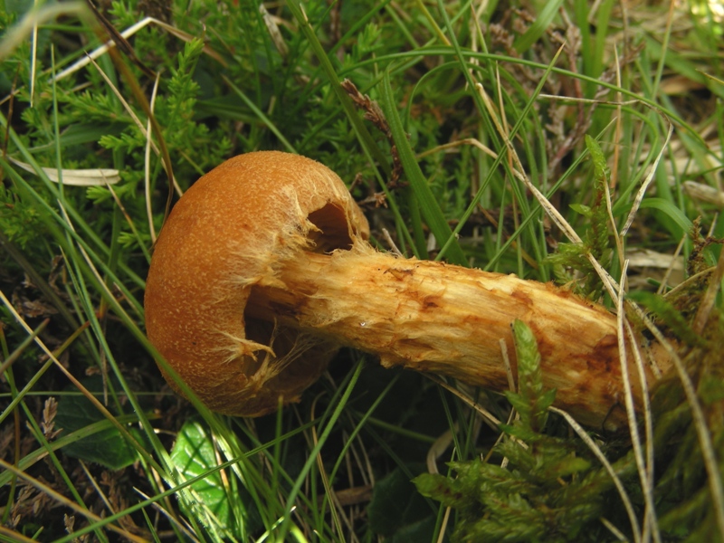 Abetaia di montagna secondo atto